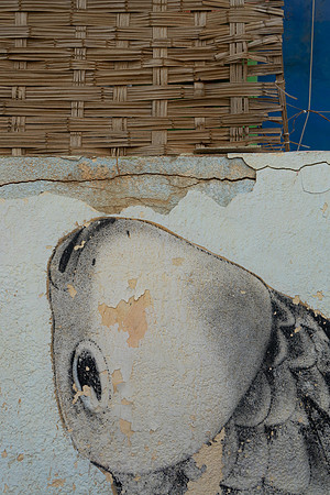 Fish out of Water