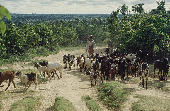 Rural scene near Pagan