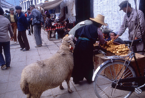 Potala, Lhasa, taking my sheep to market