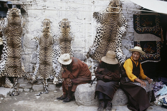 Lhassa Leopards