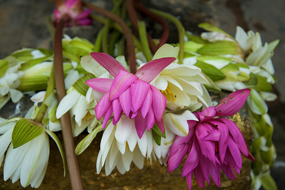 Sarnath: lotus offerings